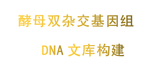 酵母双杂交基因组DNA文库构建
