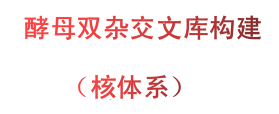 酵母双杂交文库构建（核体系）