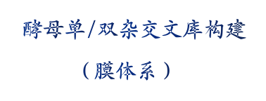 膜体系酵母双杂交文库构建