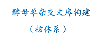 酵母单杂交文库构建 （核体系）