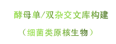 细菌类原核生物文库构建