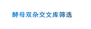酵母双杂交文库筛选