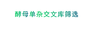 酵母单杂交文库筛选