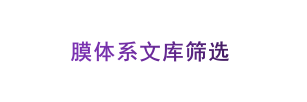 膜体系文库筛选